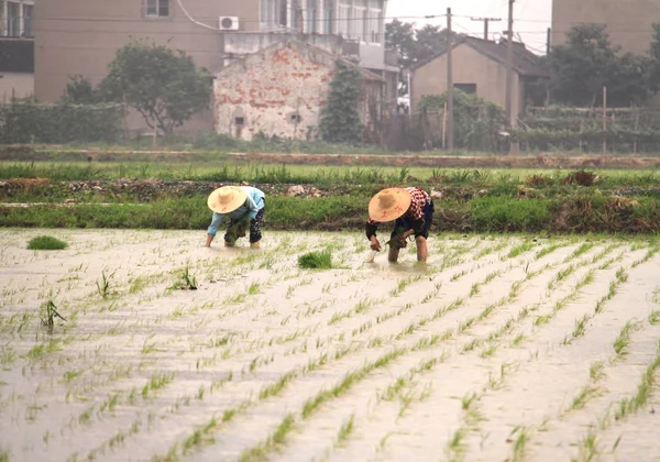 Bauern auf Reisfeldern in Südchina — Stockfoto