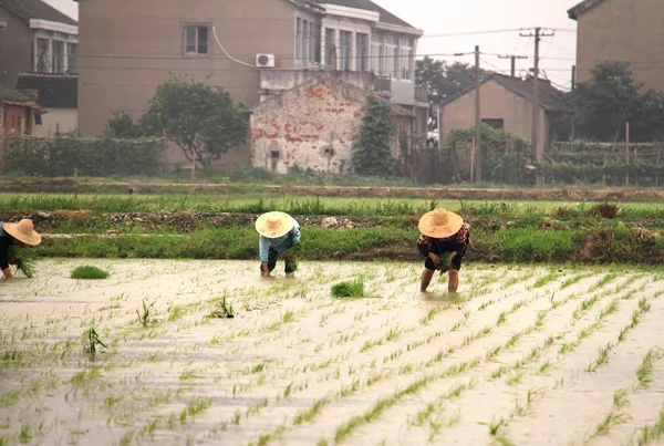 Bauern auf Reisfeldern in Südchina — Stockfoto