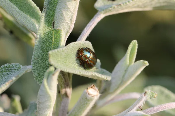 Amerikai Chrysolina zsályalevélen — Stock Fotó