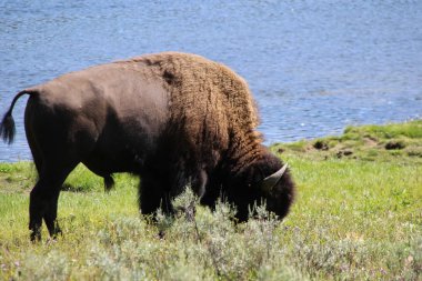 Yellowstone Ulusal Parklarında Bizon