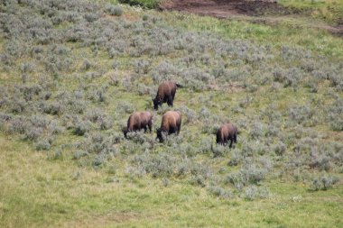 Yellowstone Ulusal Parklarında Bizon