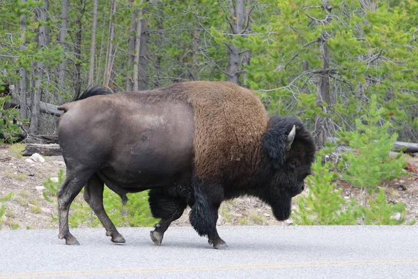 Bison nos parques nacionais de Yellowstone — Fotografia de Stock