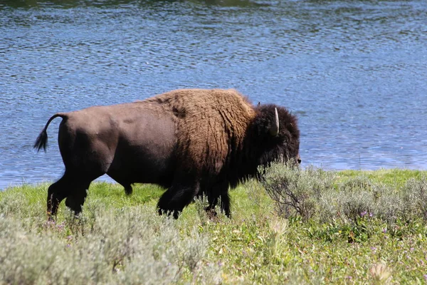 Bison nos parques nacionais de Yellowstone — Fotografia de Stock