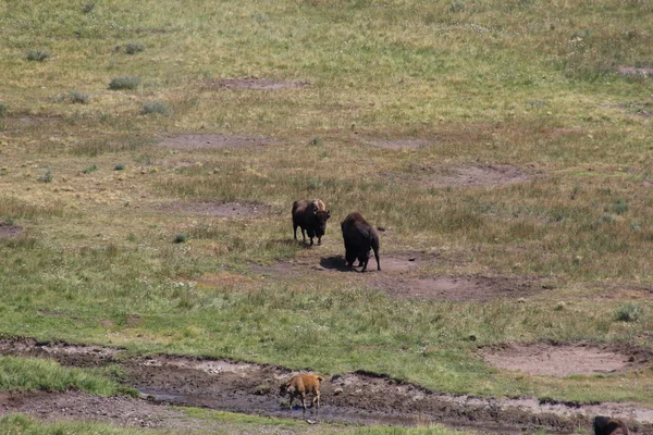 Bison nos parques nacionais de Yellowstone — Fotografia de Stock