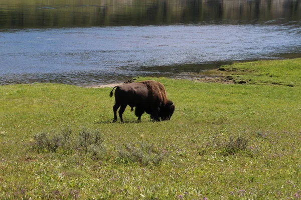 Bison nos parques nacionais de Yellowstone — Fotografia de Stock