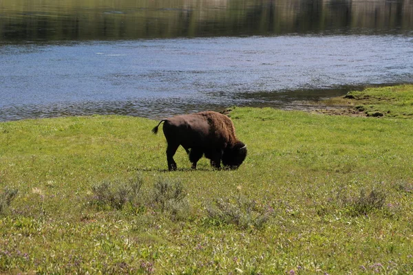 Bison nos parques nacionais de Yellowstone — Fotografia de Stock