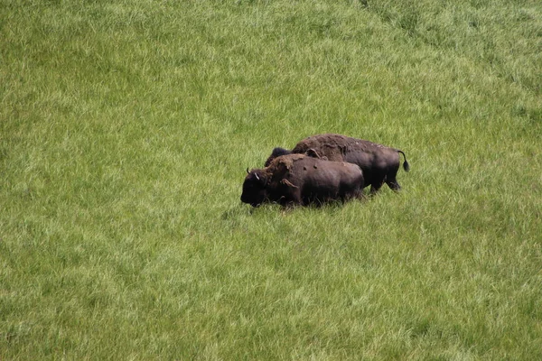 Bison in the Yellowstone National Parks — 스톡 사진