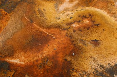 Yellowstone 'un jeotermal havuzlarının rengarenk renkleri farklı bakteriyel bitkiler tarafından oluşturulmuştur.