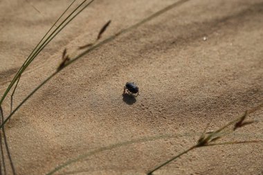 Vahiba çölünde kum tepelerinde yürüyen bir kara böcek.