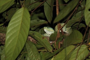 Sumatran Çukur Viper, Borneo Adası