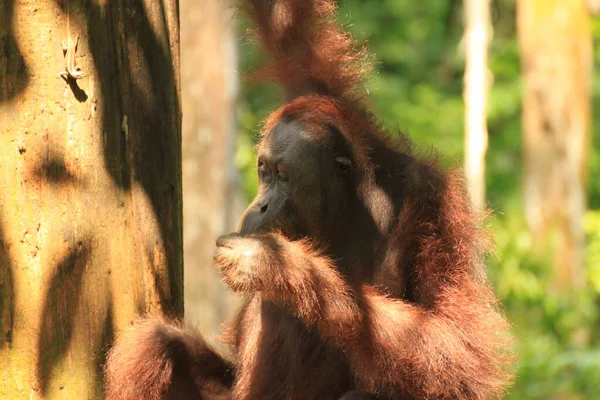 Orangután Centro Orangután Sepilok Borneo — Foto de Stock