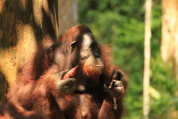 Orangutan Orangutanském Centru Sepilok Borneu — Stock fotografie