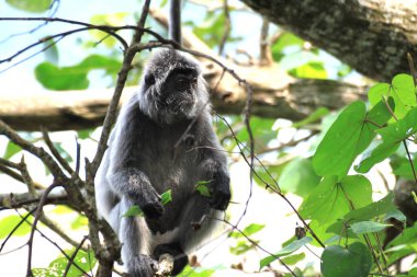 Gümüş yapraklı maymun ya da gümüş langur, Borneo Adası