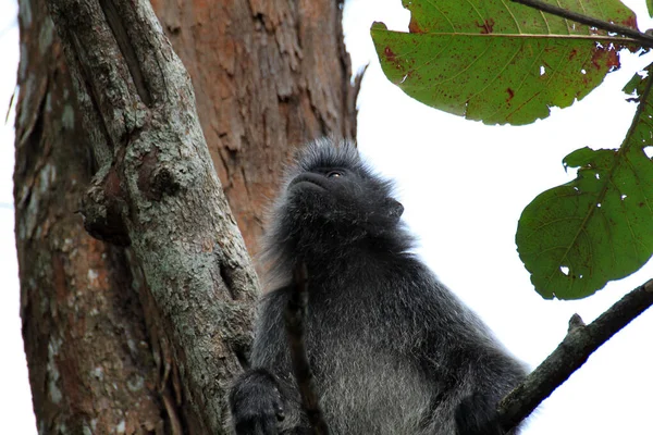 Mono de hoja plateada o el langur plateado, Isla Borneo — Foto de Stock