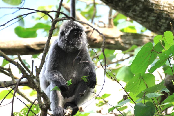 Verzilverde blad aap of de zilverachtige langur, Borneo Island — Stockfoto