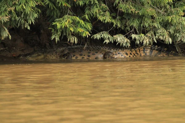 Estuarine Crocodile, Lower Kinabatangan, Sabah, Borneo, Malaysia — стокове фото