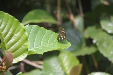 Güzel kelebek, Borneo Ormanı, Malezya