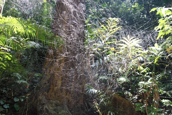 A maravilhosa arquitetura de teia de aranha de uma aranha na floresta de Bornéu — Fotografia de Stock