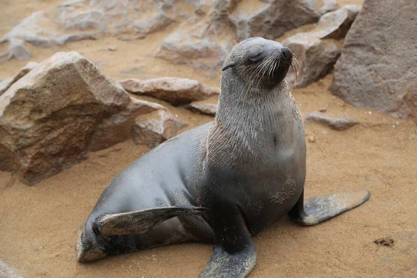 León marino de Cape Cross en Namibia — Foto de Stock