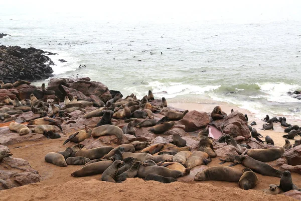 La colonia de lobos marinos de Cape Cross en Namibia — Foto de Stock