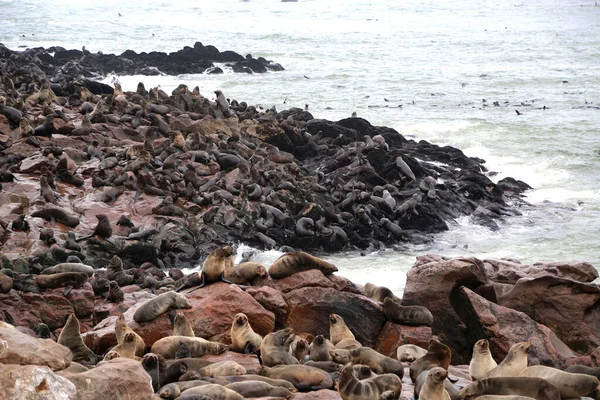 La colonia de lobos marinos de Cape Cross en Namibia — Foto de Stock