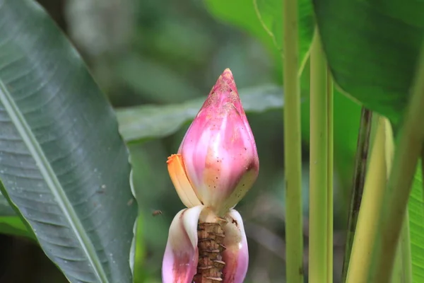 马来西亚婆罗洲美丽的香蕉花 — 图库照片