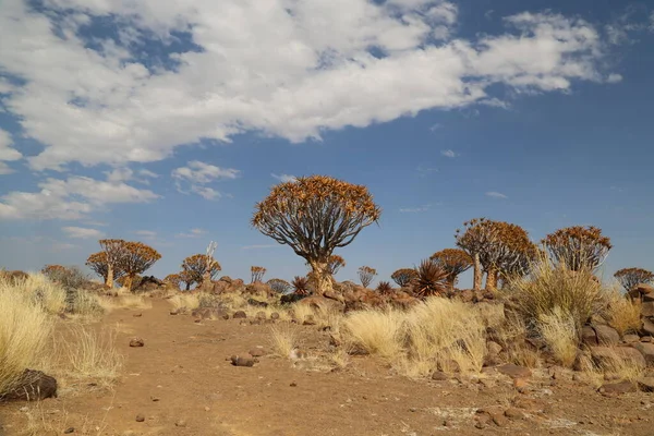 Namibya 'daki Kalahari Çölü' nün titrek ağaçları — Stok fotoğraf