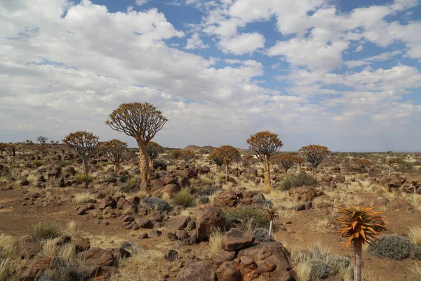 Колчаны пустыни Калахари в Намибии — стоковое фото