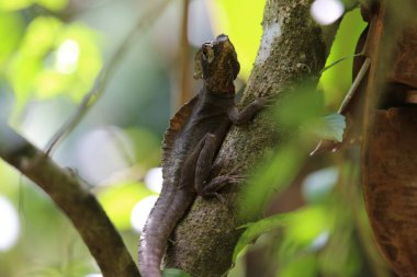  Kosta Rika 'daki Tortuguero parkında kahverengi basilisk kertenkelesi