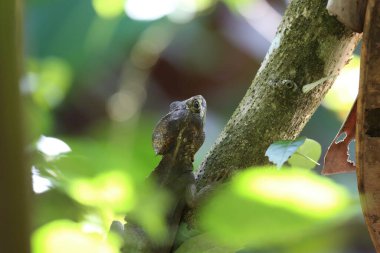  Kosta Rika 'daki Tortuguero parkında kahverengi basilisk kertenkelesi