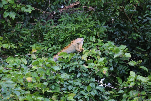 Kosta Rika, Tortuguero Ulusal Parkı 'nda yeşil iguanalı bir erkek. — Stok fotoğraf