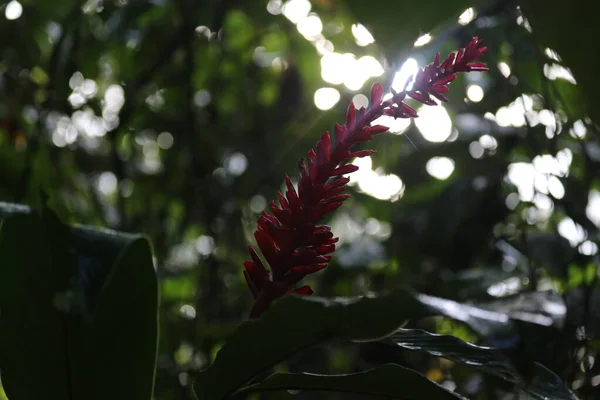 Roter Ingwer, Tortuguero Park, Costa Rica — Stockfoto