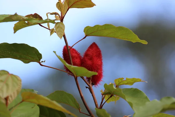 Achiote Früchte, Tortuguero Park, Costa Rica — Stockfoto