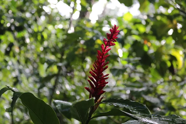 Roter Ingwer, Tortuguero Park, Costa Rica — Stockfoto