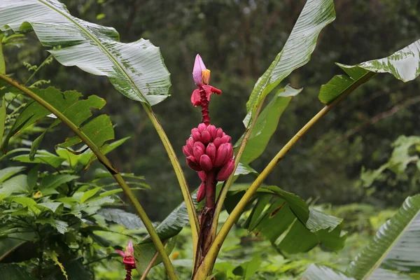 Banana Flower, Tortugero Park, Costa Rica — Stock Photo, Image