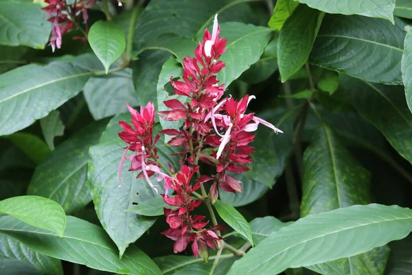 Schöne tropische Blumen im Tortuguero Park — Stockfoto