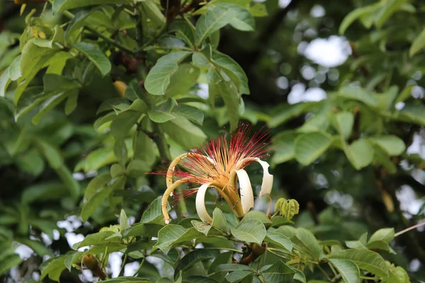 Dschungelblume, Tortuguero Park, Costa Rica — Stockfoto