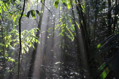 Kosta Rika 'daki Tortuguero Ulusal Parkı' ndaki ağaçlar ve bitkiler