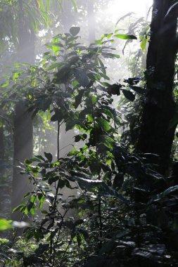 Kosta Rika 'daki Tortuguero Ulusal Parkı' ndaki ağaçlar ve bitkiler