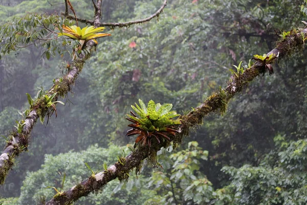 Plantas y árboles dentro del bosque del Parque Nacional Tortuguero, Costa Rica — Foto de Stock