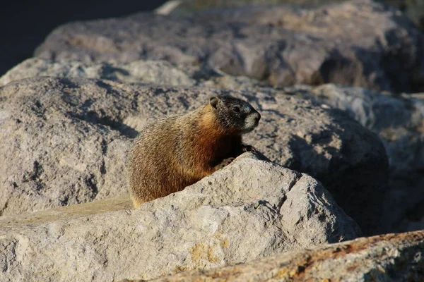 Gele buik Marmot in Yellowstone National Park — Stockfoto