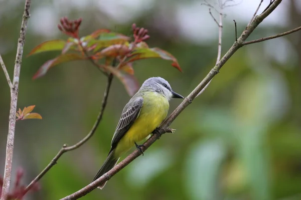 Ein Gelbbrustvogel in Costa Rica — Stockfoto