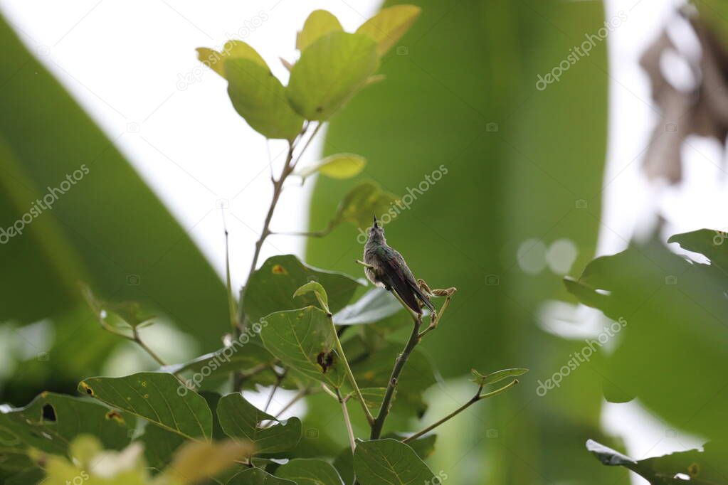 Emerald Green Hummingbird, Costa Rica