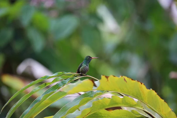 Beija-flor-de-cauda-rufa, Costa Rica — Fotografia de Stock