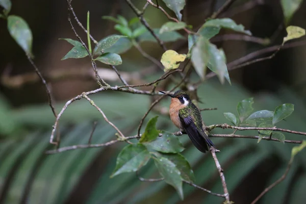 Vrouw van Purple Throated Hummingbird, Costa Rica — Stockfoto