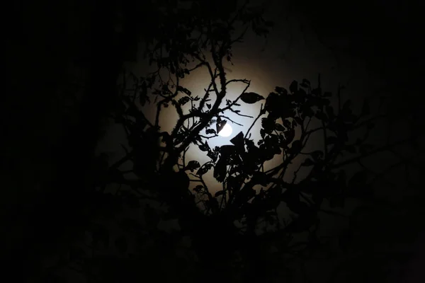 O buraco da noite na Floresta de Monteverde — Fotografia de Stock