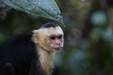 Beyaz Yüzlü Capuchin, Guanacaste, Kosta Rika
