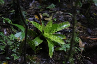Bromeliad Fabrikası, Monteverde Ormanı, Kosta Rika