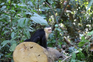 Beyaz Yüzlü Capuchin, Guanacaste, Kosta Rika