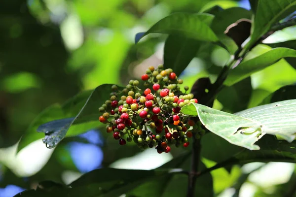 Red berries, Corcovado National Park, Costa Rica — Stock Photo, Image